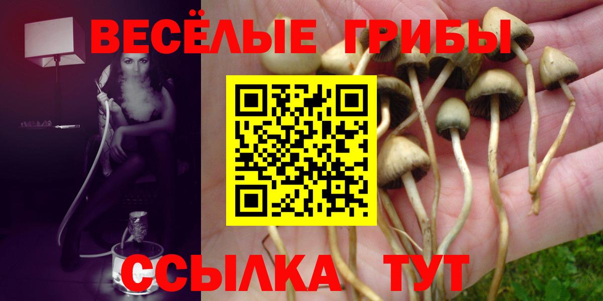 Псилоцибиновые грибы Psilocybe Гуково